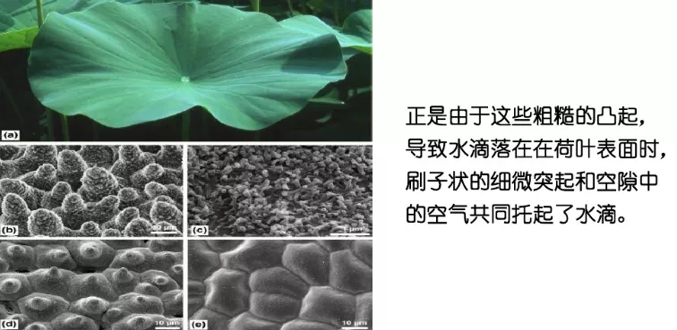 澳达荷叶疏水剂2